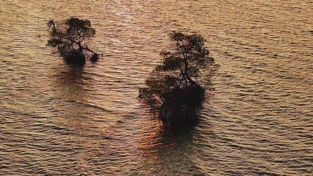Aerial view of mangrove trees in the ocean during golden hour Maldives. Aerial view of mangrove trees in the ocean during golden hour Maldives.