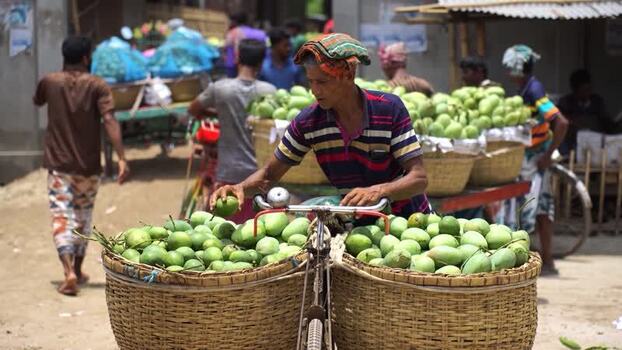 View of a man transporting green mangoes on a bicycle Bangladesh.