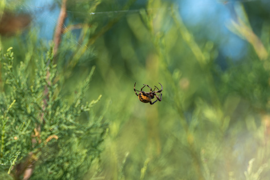 View of an orange and black spider hanging from its web among green foliage near the Narta Lagoon Zvernec Vlore County Albania.