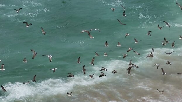Aerial view of seagulls flying over ocean waves in Portugal. Aerial view of seagulls flying over ocean waves in Portugal.