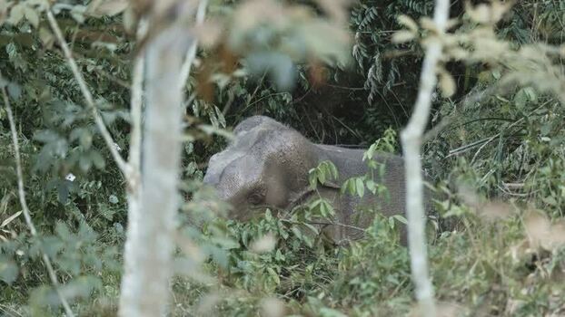 View of an elephant partially hidden in dense jungle China.