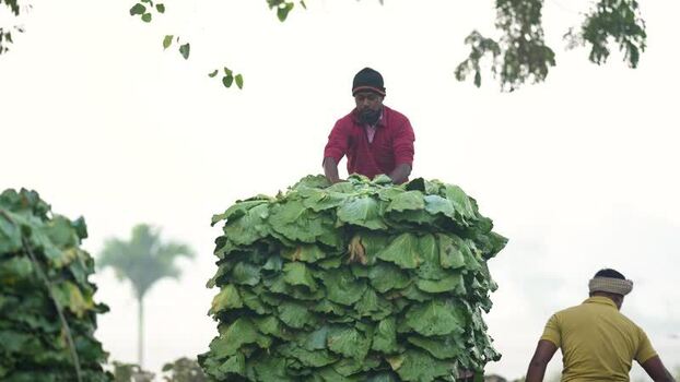 View of workers loading a large pile of green vegetables Bangladesh. View of workers loading a large pile of green vegetables Bangladesh.