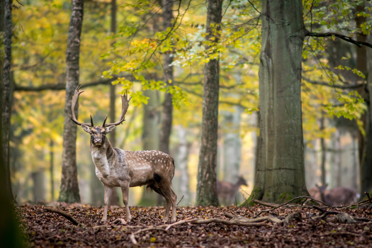 View of a fallow deer with large antlers standing in an autumn forest with golden leaves and other deer in the background in Debrzno Pomeranian Voivodeship Poland. View of a fallow deer with large antlers standing in an autumn forest with golden leaves and other deer in the background in Debrzno Pomeranian Voivodeship Poland.