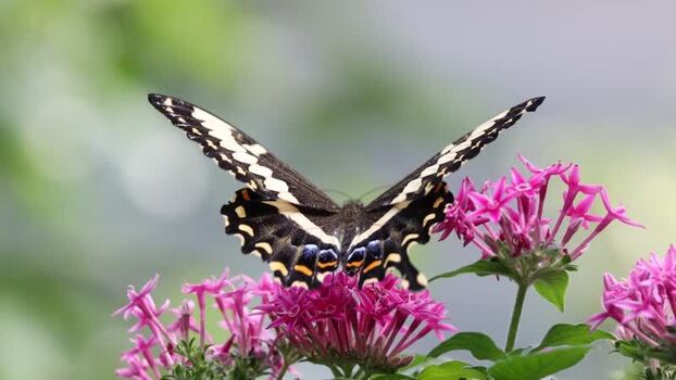 View of a butterfly on pink flowers in France.