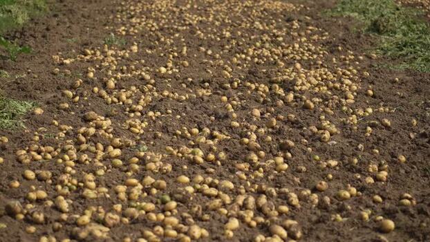 View of harvested potatoes on the ground India. View of harvested potatoes on the ground India.