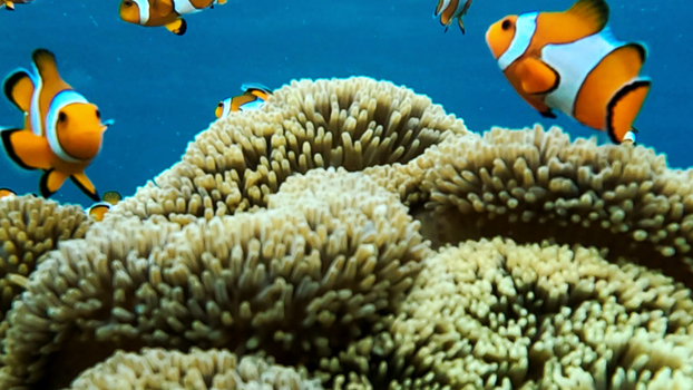 View of vibrant orange clownfish swimming among the tentacles of a sea anemone in the clear waters of a coral reef in Karimunjawa Central Java Indonesia.