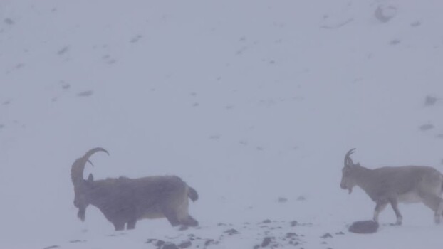 View of wild goats in Khunjerab National Park Pakistan. View of wild goats in Khunjerab National Park Pakistan.