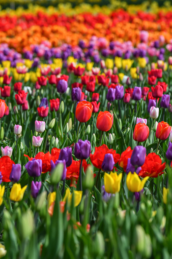 View of vibrant blooming tulips in a variety of colors including red orange and purple in a field at Peninsula San Pedro San Carlos de Bariloche Rio Negro Province Argentina. View of vibrant blooming tulips in a variety of colors including red orange and purple in a field at Peninsula San Pedro San Carlos de Bariloche Rio Negro Province Argentina.