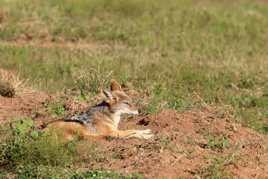 View of a black backed jackal resting on red earth in the savanna at Welgevonden Game Reserve Waterberg District Municipality Limpopo South Africa. View of a black backed jackal resting on red earth in the savanna at Welgevonden Game Reserve Waterberg District Municipality Limpopo South Africa.