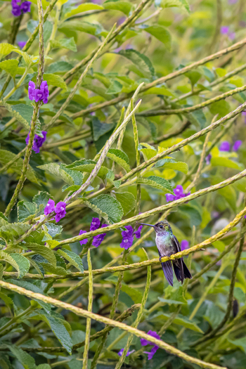 View of a small hummingbird perched on a thin branch surrounded by vibrant purple flowers and green foliage in Antioquia Colombia.