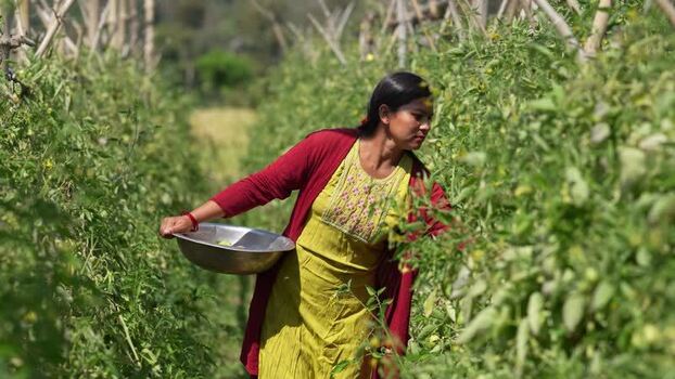 View of a woman harvesting vegetables in a field in Surkhet Nepal. View of a woman harvesting vegetables in a field in Surkhet Nepal.