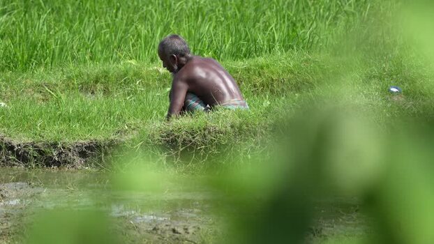 View of a farmer working in a rice paddy field Bangladesh. View of a farmer working in a rice paddy field Bangladesh.
