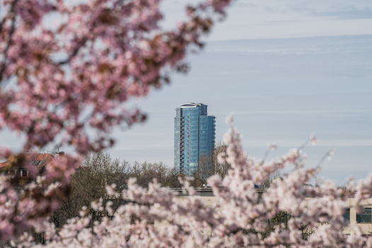 View of a modern glass skyscraper framed by blooming pink cherry blossoms under a soft sky in Vilnius Vilnius County Lithuania. View of a modern glass skyscraper framed by blooming pink cherry blossoms under a soft sky in Vilnius Vilnius County Lithuania.