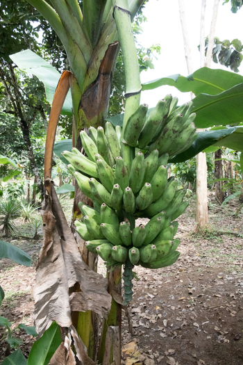 View of a bunch of green bananas hanging from a banana plant in a tropical environment in Porto Jimenez Costa Rica. View of a bunch of green bananas hanging from a banana plant in a tropical environment in Porto Jimenez Costa Rica.