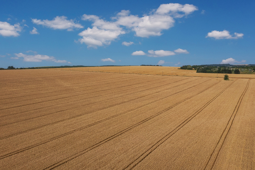 Aerial view of golden wheat fields stretch towards the horizon under a bright blue sky dotted with fluffy white clouds Chyhyrynskyi district Cherkasy Oblast Ukraine. Aerial view of golden wheat fields stretch towards the horizon under a bright blue sky dotted with fluffy white clouds Chyhyrynskyi district Cherkasy Oblast Ukraine.