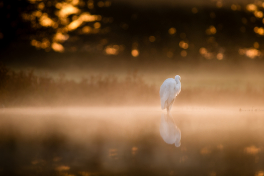 View of a white egret standing in a calm misty lake during the golden hour with soft morning light reflecting on the water surface in Debrzno Pomeranian Voivodeship Poland.