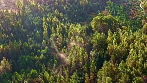 Aerial view of dense forest landscape in Latvia. Aerial view of dense forest landscape in Latvia.