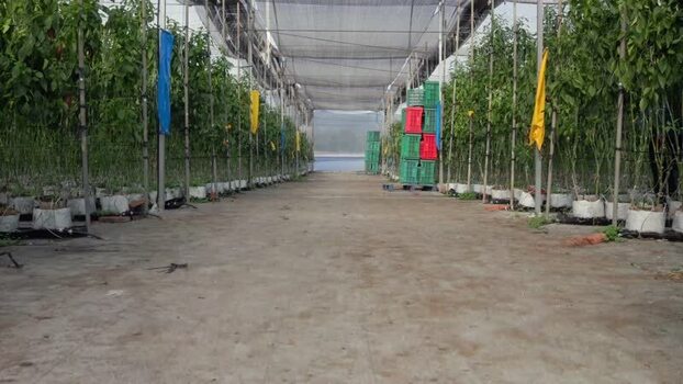 View of greenhouse agriculture in Tuxpan Jalisco Mexico.