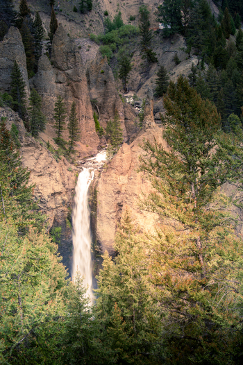 View of Tower Fall cascading down rocky cliffs surrounded by dense pine forests in Yellowstone National Park United States.
