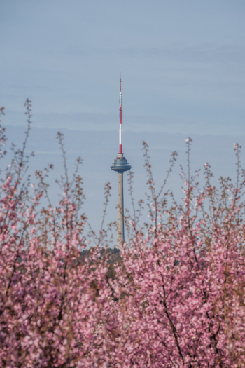 View of the Vilnius TV Tower seen through blooming pink cherry blossoms against a clear blue sky Vilnius Vilnius County Lithuania. View of the Vilnius TV Tower seen through blooming pink cherry blossoms against a clear blue sky Vilnius Vilnius County Lithuania.