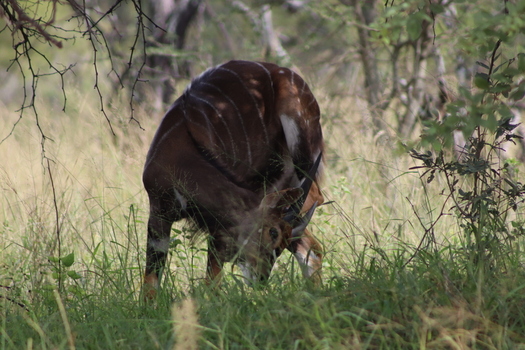 View of a nyala antelope grooming in the tall grass at Finfoot Lake Reserve in Bojating North West South Africa.