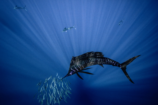 View of a striped marlin hunting a bait ball of small fish in deep blue water with sunbeams in Magdalena Bay Mexico.