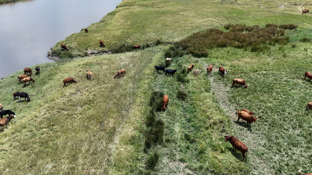 Aerial view of cattle grazing on lush green pastures along a river bank under bright sunlight in Bloemfontein Free State South Africa. Aerial view of cattle grazing on lush green pastures along a river bank under bright sunlight in Bloemfontein Free State South Africa.