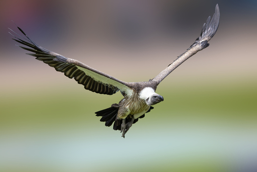 View of a majestic vulture in flight with its large wings spread wide against a soft blurred background Selestat Grand Est France.