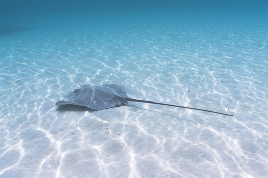 View of a stingray swimming over a sandy seabed in clear turquoise water in Moorea Maiao Windward Islands French Polynesia.