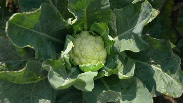 View of a fresh cauliflower growing in a field Bangladesh.