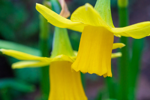 View of vibrant yellow daffodils blooming in a garden in Looe Cornwall United Kingdom. View of vibrant yellow daffodils blooming in a garden in Looe Cornwall United Kingdom.