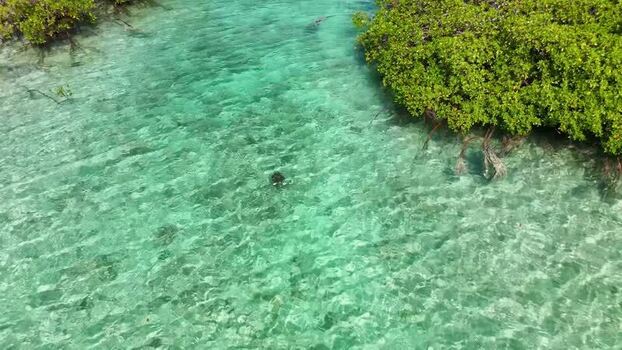 Aerial view of a sea turtle in turquoise water The Bahamas.
