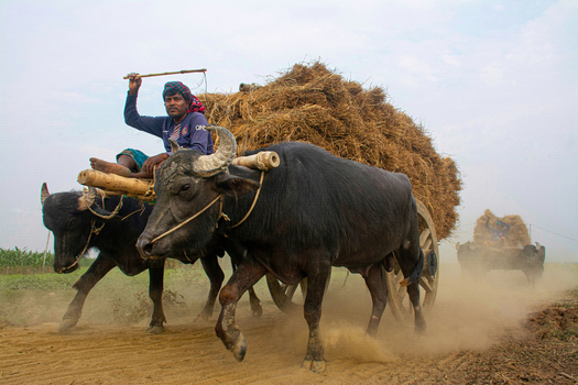 Natore Bangladesh 15 July 2023 View of a farmer guiding his buffalo drawn cart laden with hay dust swirling from the path showcasing rural life. Natore Bangladesh 15 July 2023 View of a farmer guiding his buffalo drawn cart laden with hay dust swirling from the path showcasing rural life.