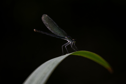 View of a dark damselfly perched on a curved green leaf against a black background in Wittenheim Grand Est France. View of a dark damselfly perched on a curved green leaf against a black background in Wittenheim Grand Est France.