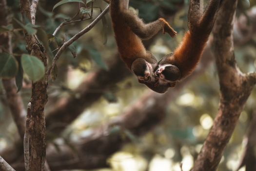 View of two squirrel monkeys hanging from a tree branch in a lush forest in Costa Rica.