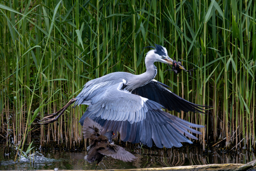 View of a grey heron taking flight with prey in its beak over a pond surrounded by tall green reeds in Selestat Grand Est France.
