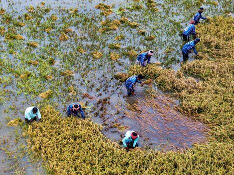 Kishoreganj Bangladesh March 05 2026 Flood affected farmers harvest half submerged Boro paddy in waist deep water racing to save crops as rising haor waters threaten total loss. Kishoreganj Bangladesh March 05 2026 Flood affected farmers harvest half submerged Boro paddy in waist deep water racing to save crops as rising haor waters threaten total loss.