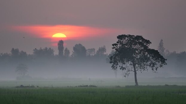 View of a lone tree in a misty field at sunrise Bangladesh. View of a lone tree in a misty field at sunrise Bangladesh.