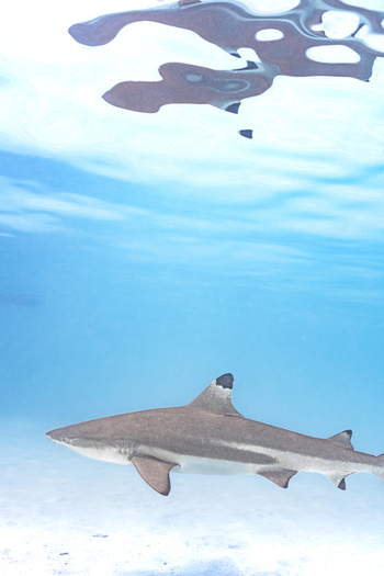 View of a blacktip reef shark swimming in clear blue tropical water near the sandy sea floor in Moorea Maiao Windward Islands French Polynesia.