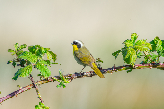 View of a Common Yellowthroat bird perched on a thorny branch with green leaves in British Columbia Canada.