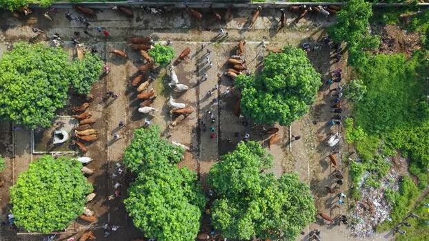 Aerial view of Animal Market Prambanan with cattle Indonesia. Aerial view of Animal Market Prambanan with cattle Indonesia.
