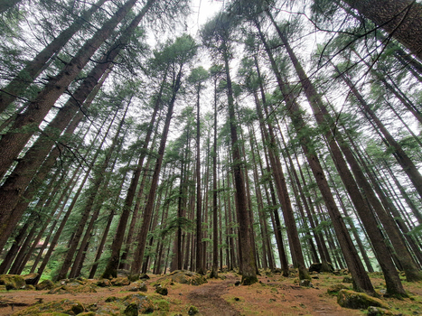 View of tall pine trees in a dense forest with a rocky ground path in Malana Himachal Pradesh India.