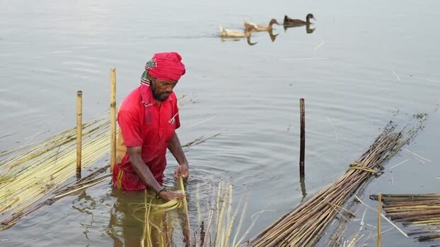 View of a man processing jute fibers in water Bangladesh.