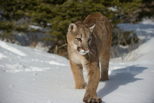 View of a mountain lion walking through deep snow with pine trees in the background in USA. View of a mountain lion walking through deep snow with pine trees in the background in USA.
