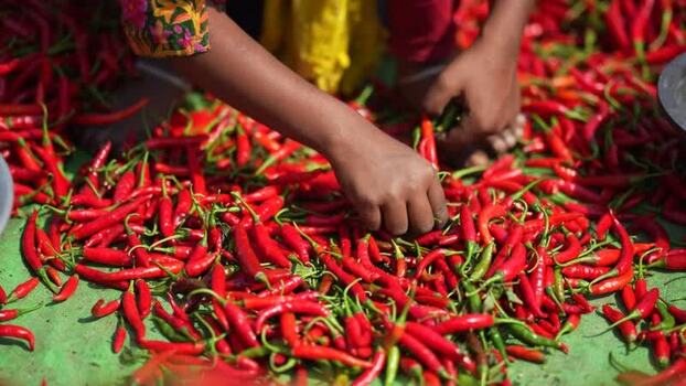 View of a person sorting red chili peppers in Bogura Bangladesh. View of a person sorting red chili peppers in Bogura Bangladesh.