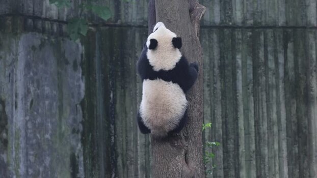 View of a giant panda climbing a tree in Chengdu China. View of a giant panda climbing a tree in Chengdu China.