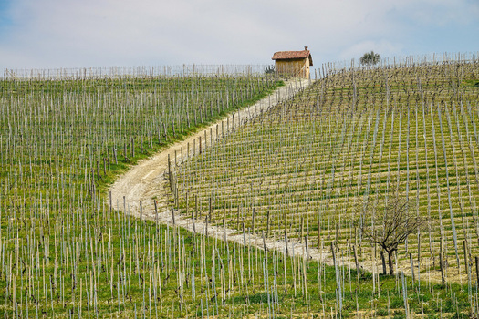 Aerial view of rolling hills of vineyards with a small stone hut and a winding path under a soft sky Barolo Piedmont Italy. Aerial view of rolling hills of vineyards with a small stone hut and a winding path under a soft sky Barolo Piedmont Italy.