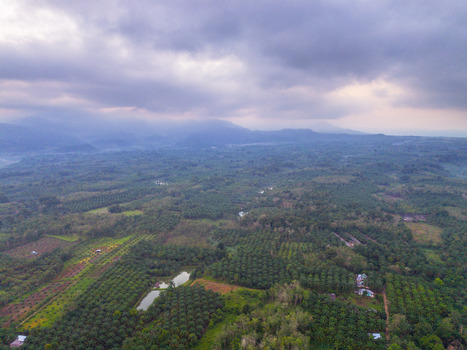 Aerial view of Taba Tembilang featuring lush palm oil plantations small irrigation ponds and rolling hills under a cloudy sky in Arga Makmur Bengkulu Indonesia.