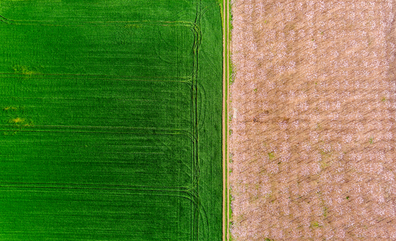 View of a field divided into a lush green crop section and a dry brown harvested section separated by a narrow dirt path in Romania. View of a field divided into a lush green crop section and a dry brown harvested section separated by a narrow dirt path in Romania.