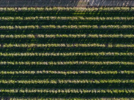 Aerial view of blossoming fruit trees in neat parallel rows with green grass and long shadows in Flevoland Netherlands.